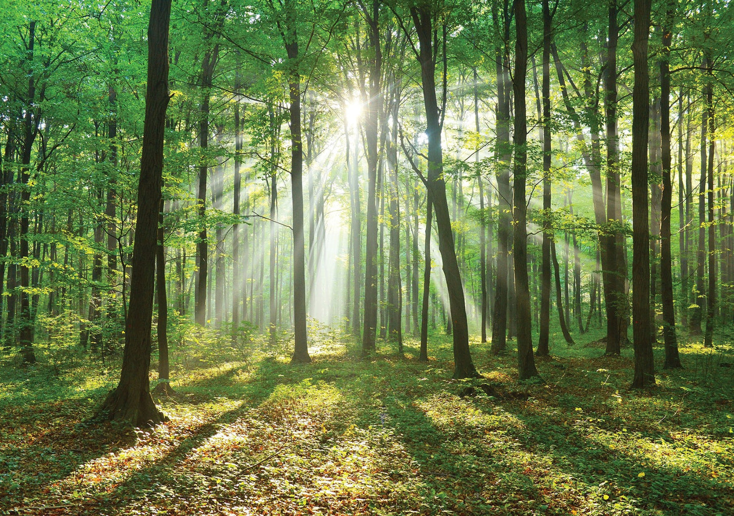Light Green Forest Scenery Nature Non-woven Photo Wallpaper (W x H) 312 cm x 219 cm (123" x 86")