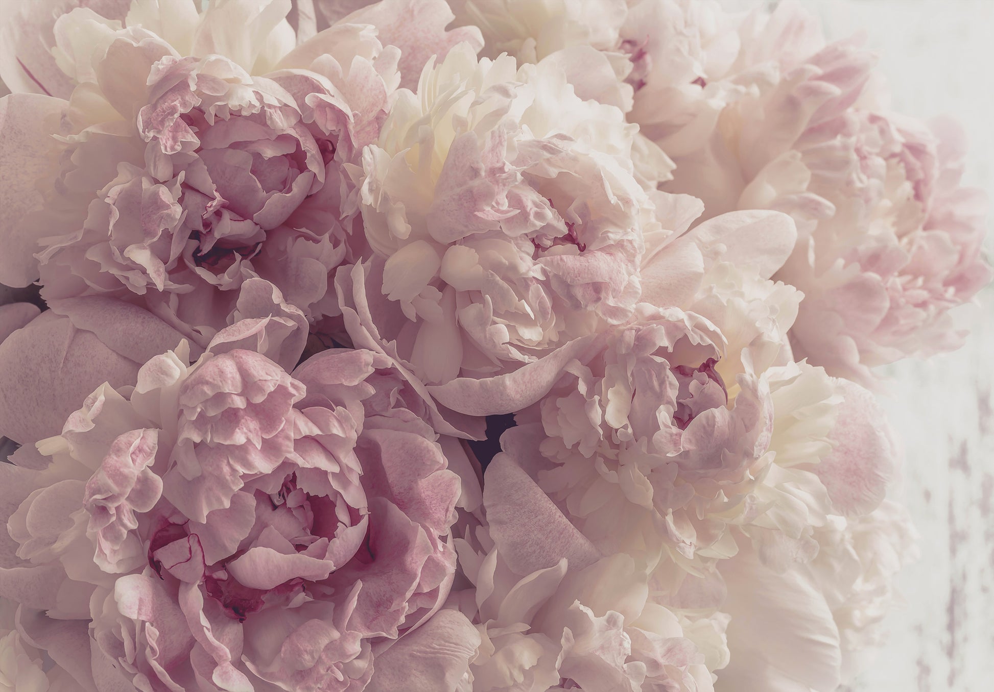 Close-up of pink peony flowers with a soft focus