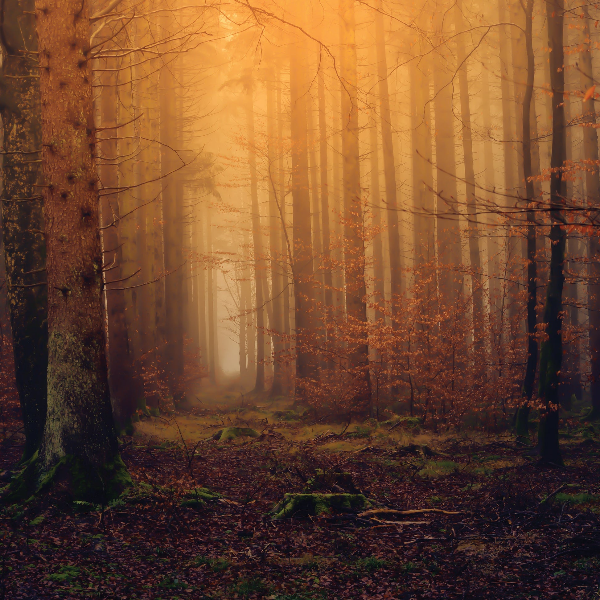 Misty forest with sunlight filtering through trees during autumn.
