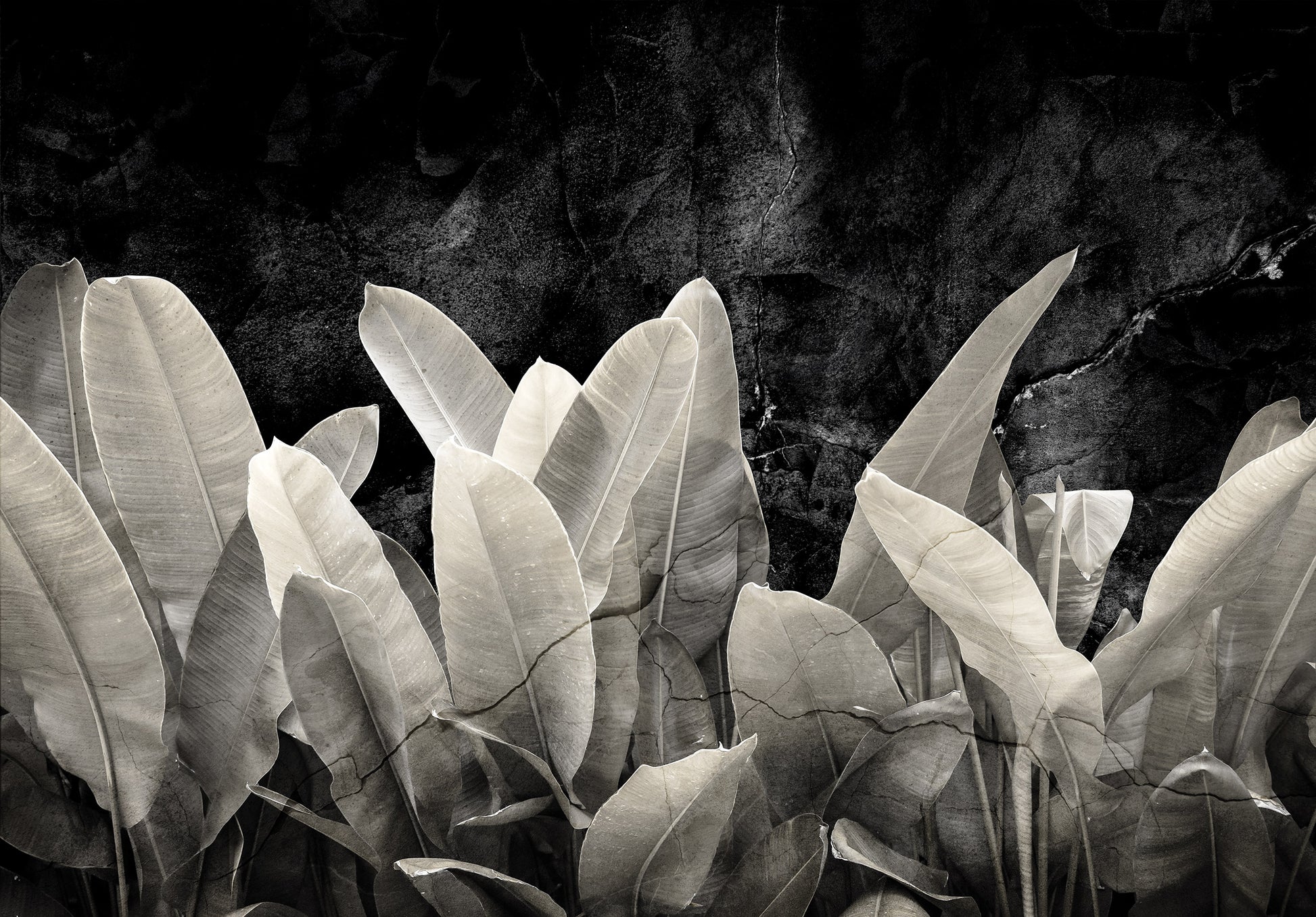 Black and white leaves against a dark background
