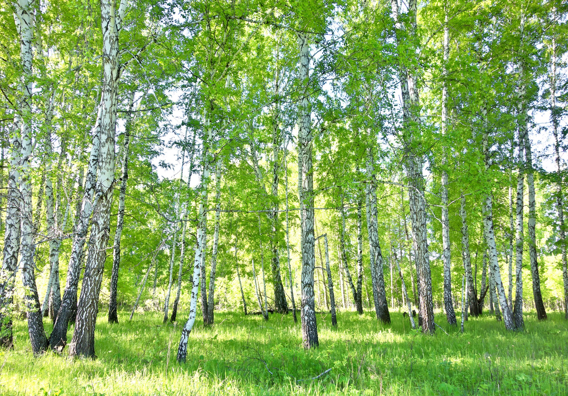 Birch trees with white bark and green leaves in a forest