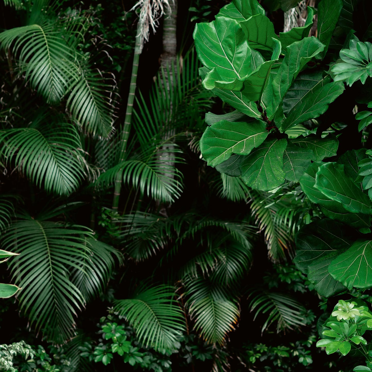 Dense tropical foliage with various green leaf shapes