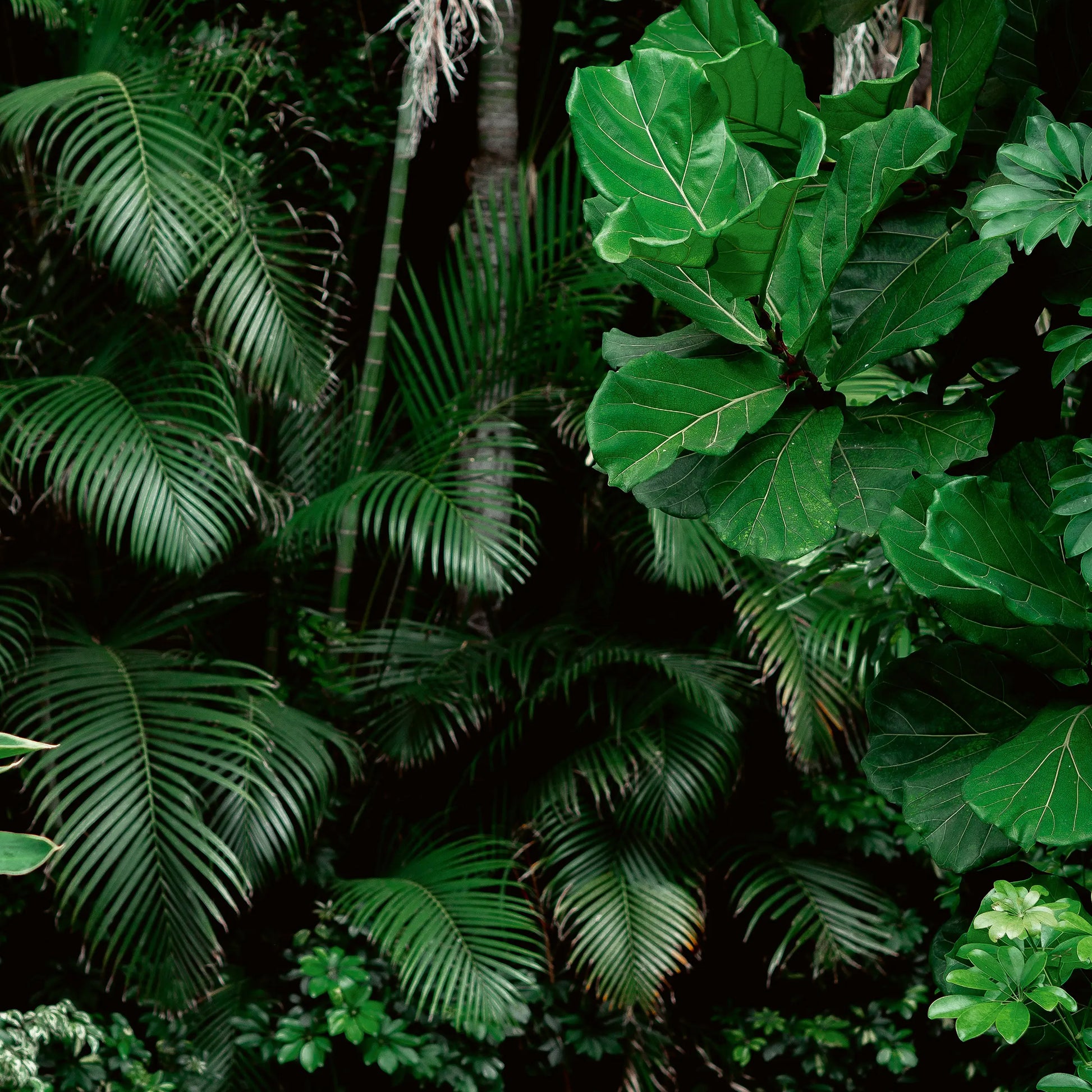 Dense tropical foliage with various green leaf shapes