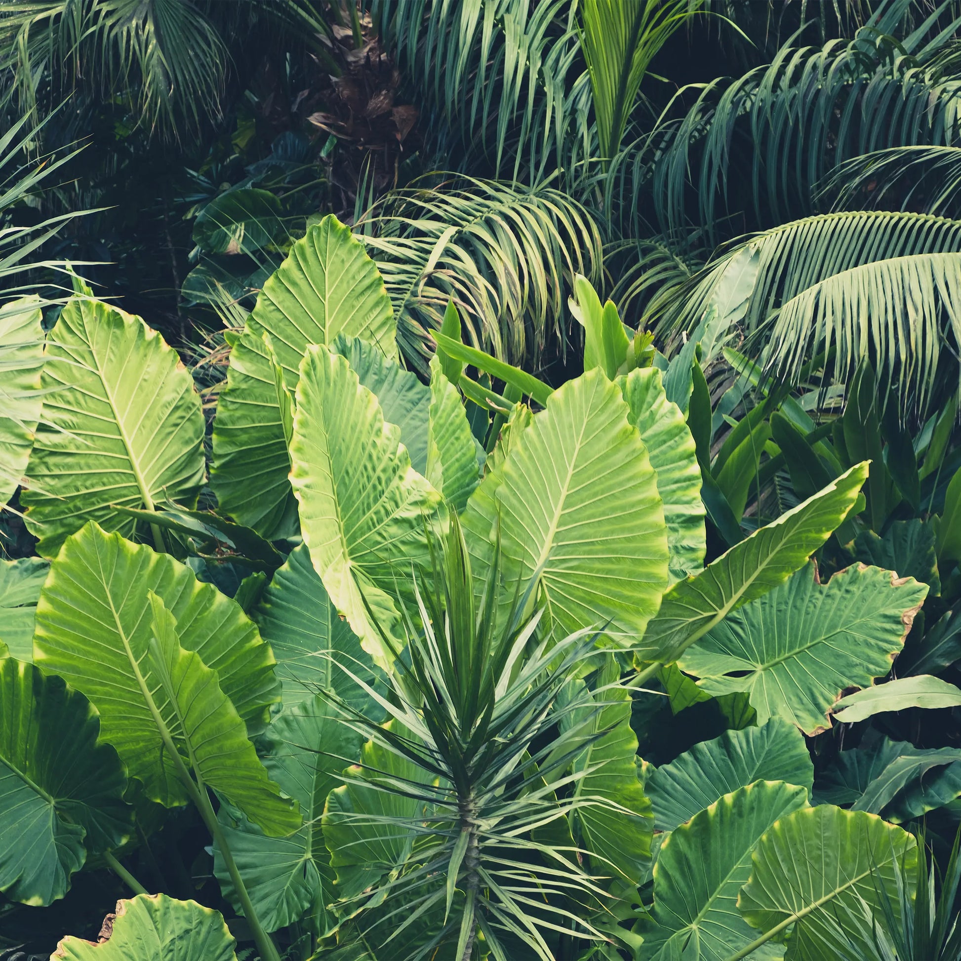 Close-up of tropical leaves with a focus on green hues