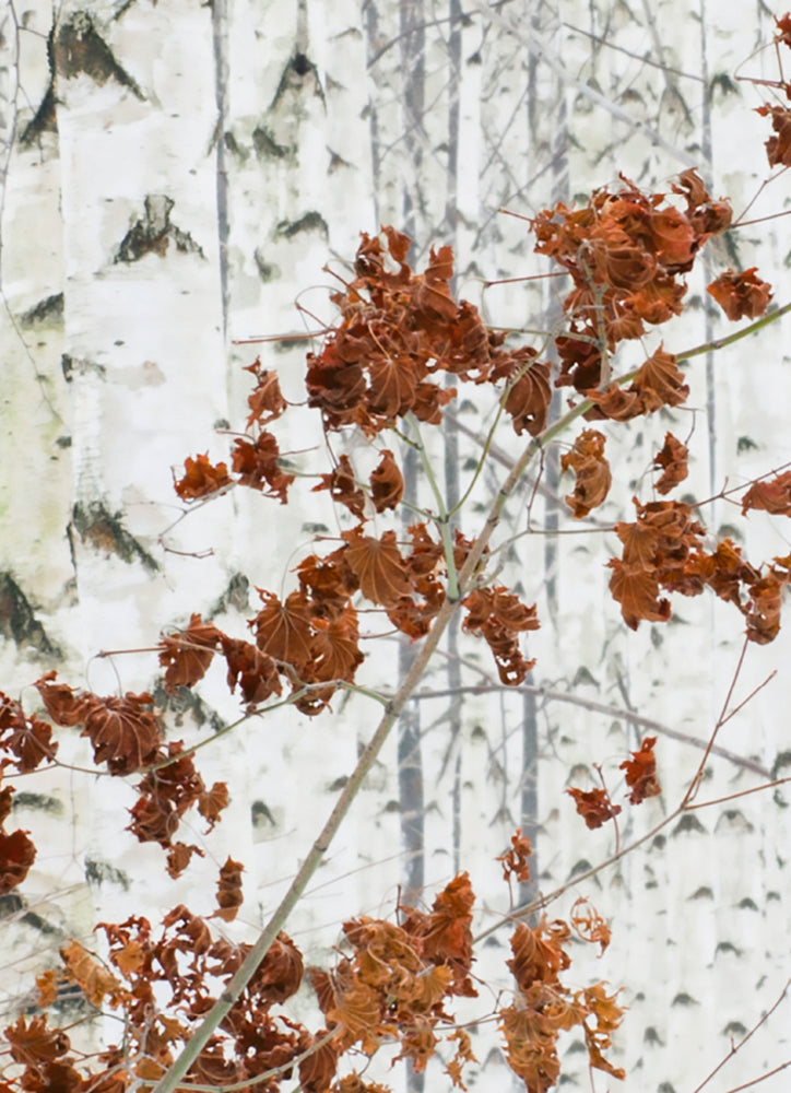 White Birch Forest Nature Wallpaper Mural (W x H) 384 cm x 260 cm (151" x 102")