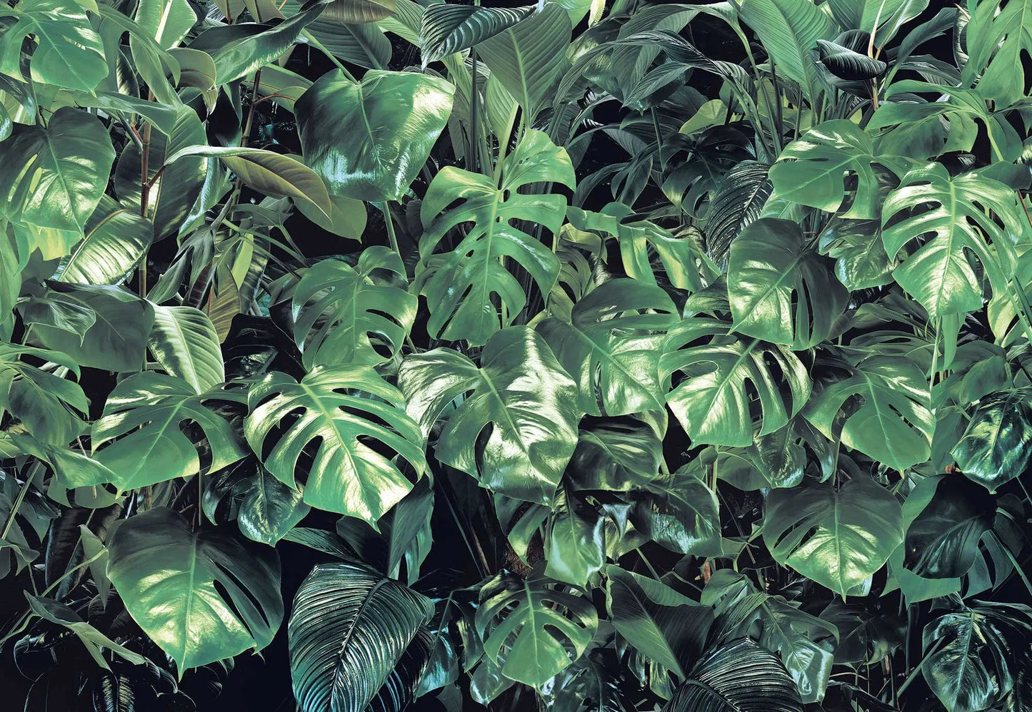 Green Leaves Jungle Botanical Photo Wallpaper