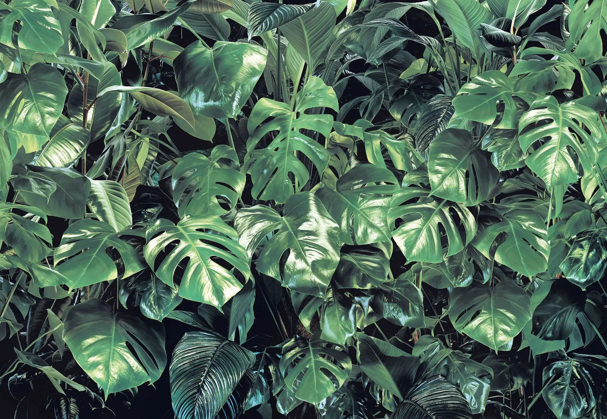 Green Leaves Jungle Botanical Photo Wallpaper