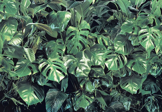 Green Leaves Jungle Botanical Photo Wallpaper