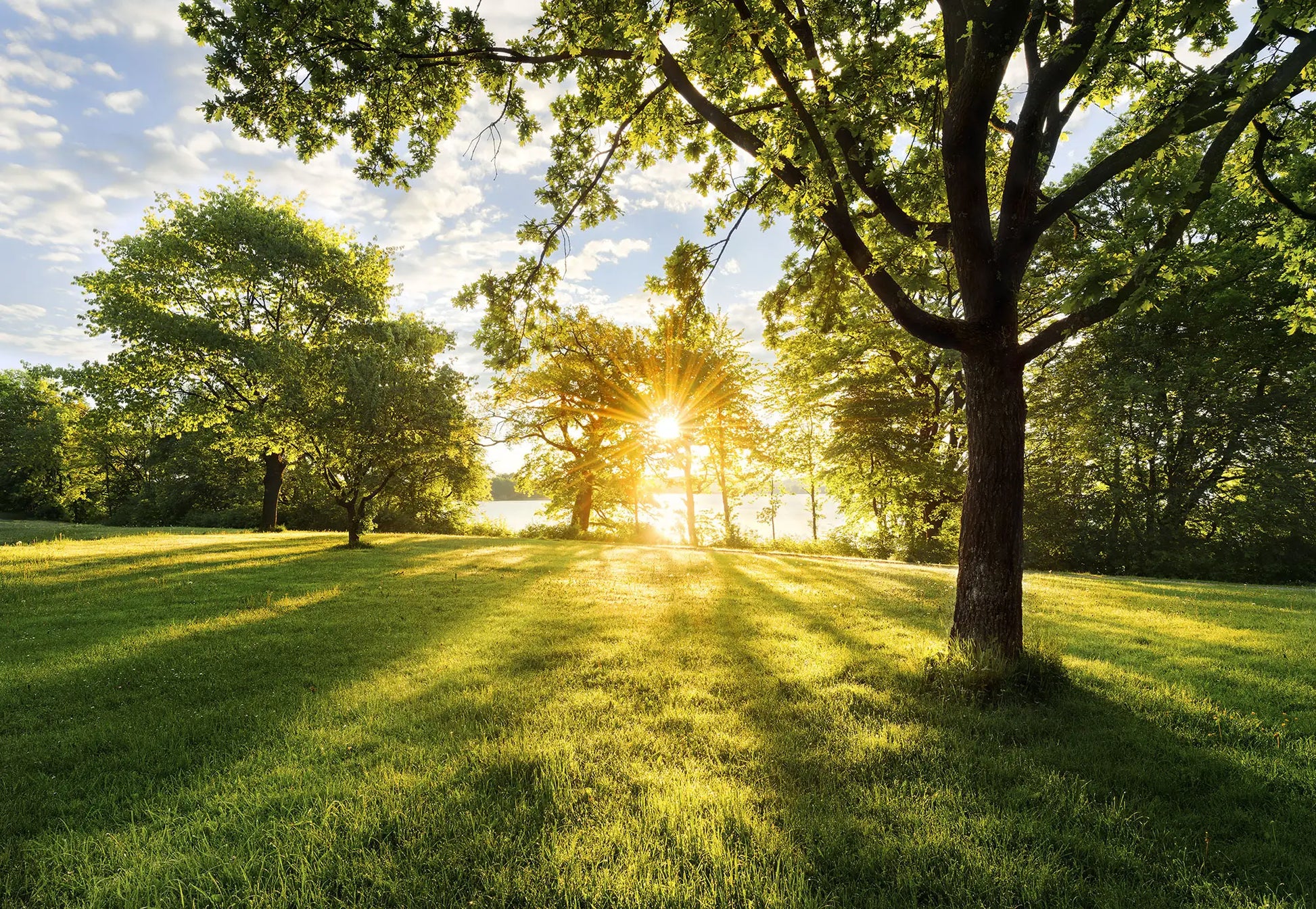 Green Park Over Lake Photo Wallpaper