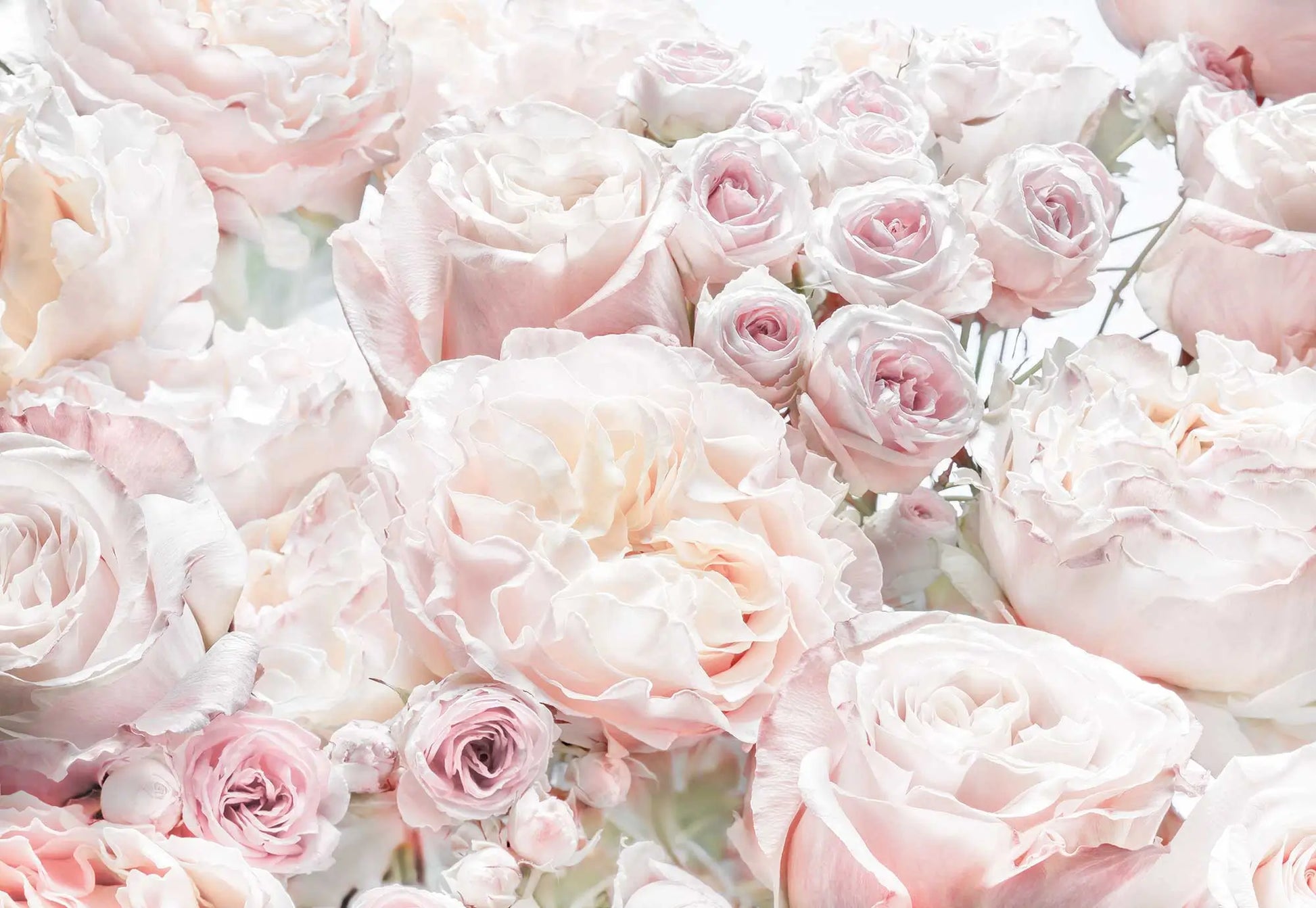 Spring Roses Pink Floral Photo Wallpaper 1