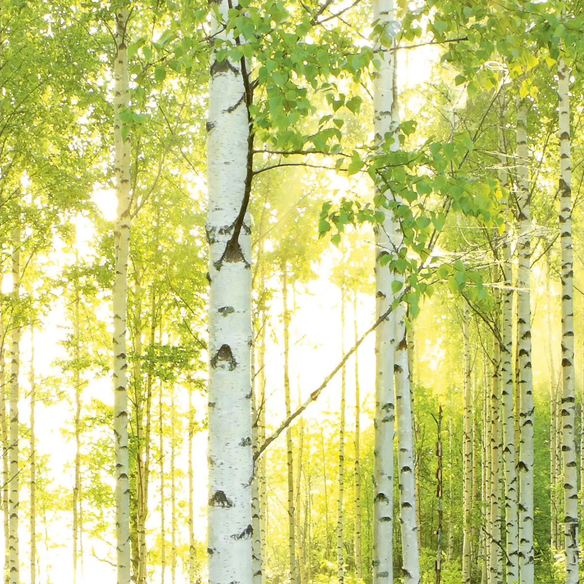 Green Summer Forest Photo Wallpaper (W x H) 368cm x 254cm (144" x 100")