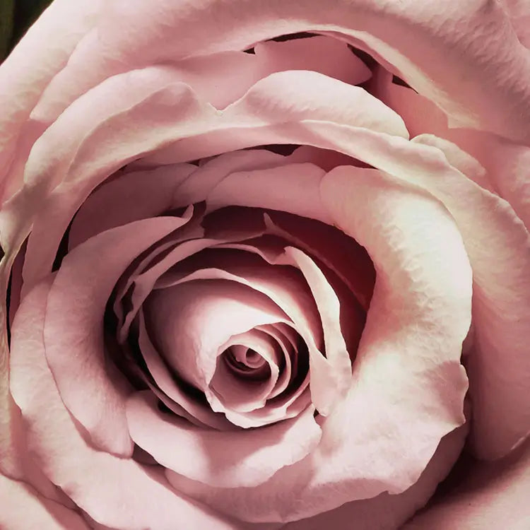 Dark Green Pink and Velvet Floral Photo Wallpaper closeup 1