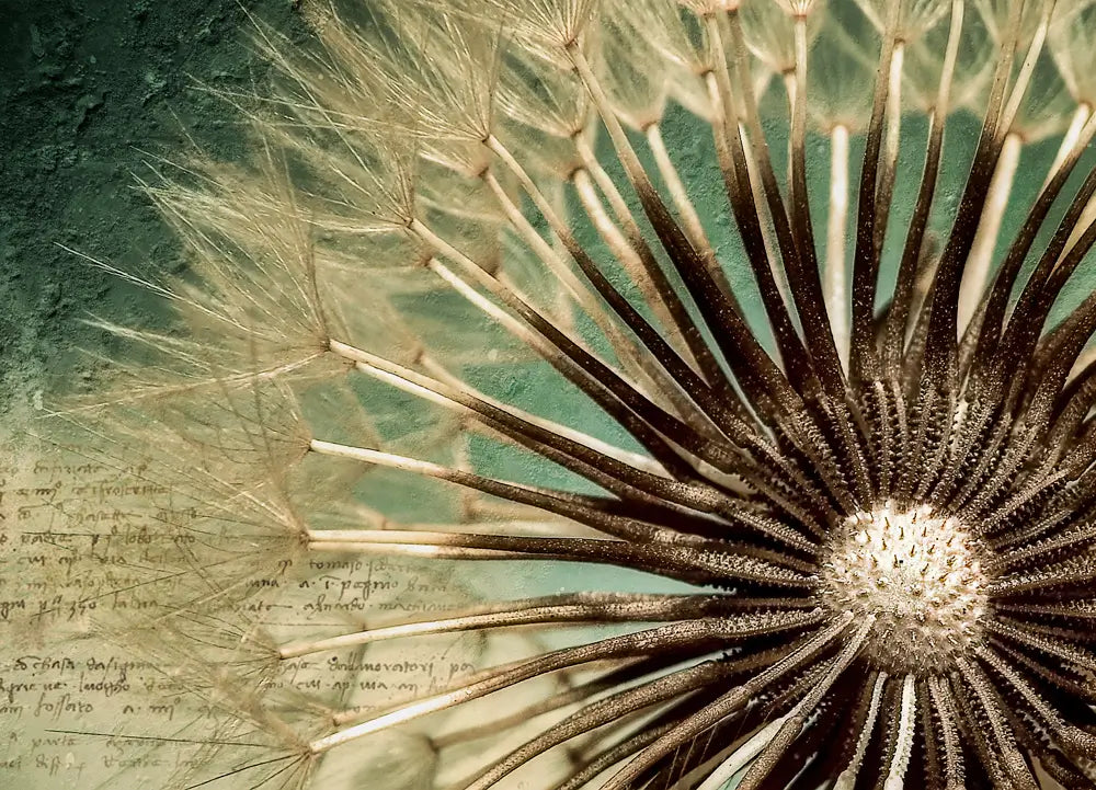 Dandelion Seeds Photo Wallpaper