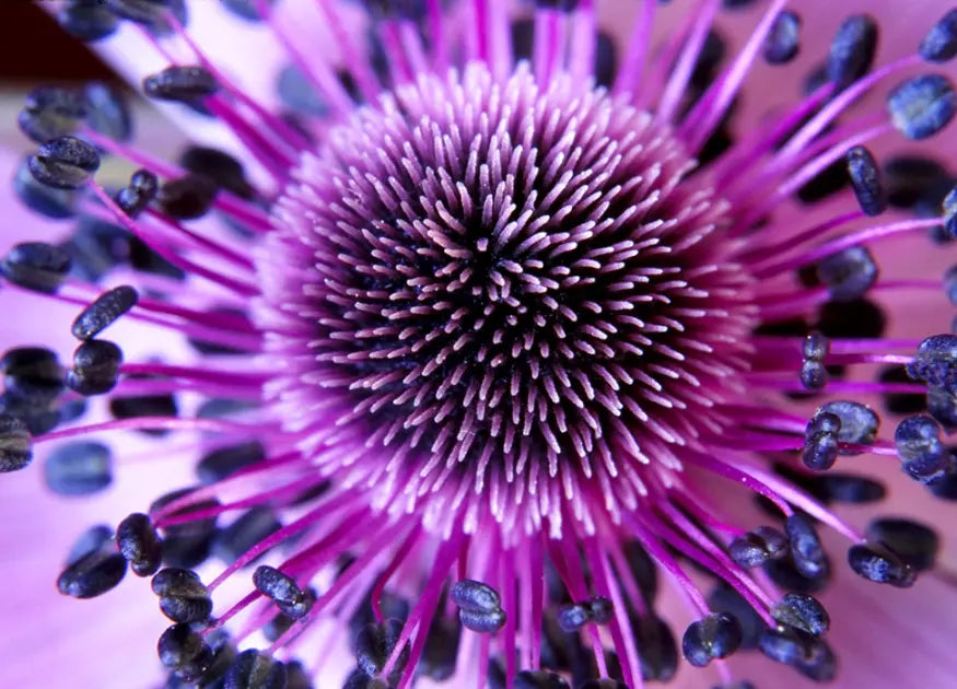 Purple Flower Close Up Photo Wallpaper