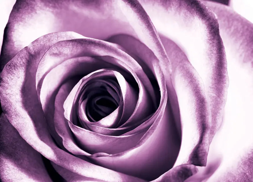 Purple Rose Floral Girly Bedroom Photo Wallpaper