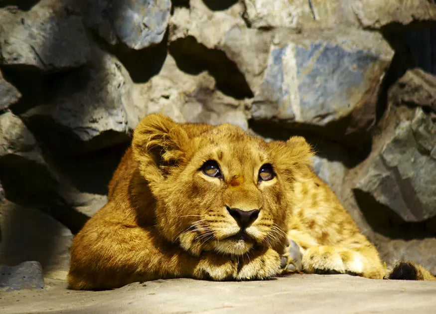 Dreaming Lion Puppy Nursery Photo Wallpaper