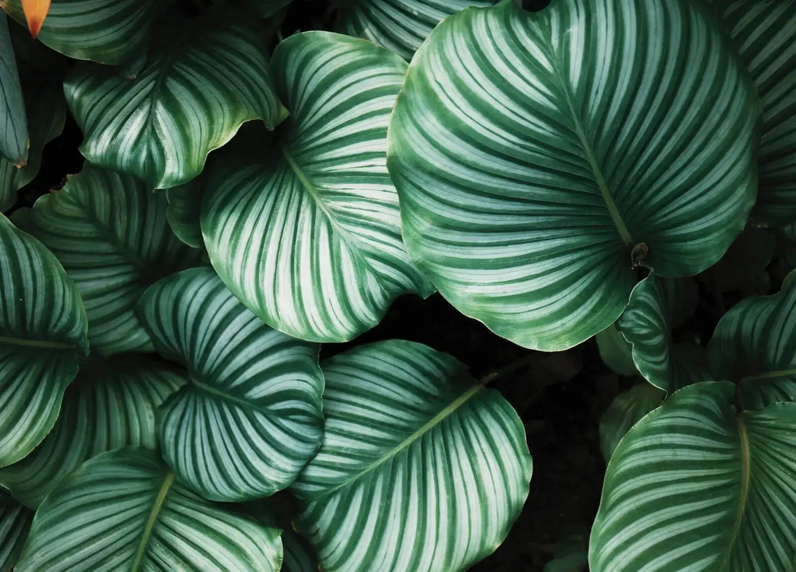 Botanical decorative wallpaper