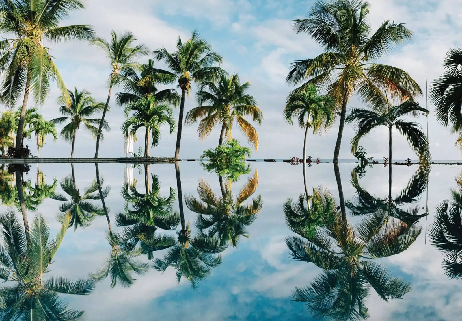 Palms Photo Wallpaper