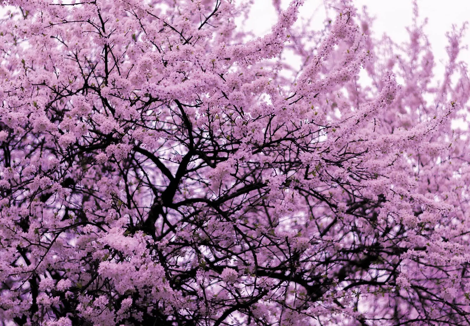 Flowering Tree Photo Wallpaper