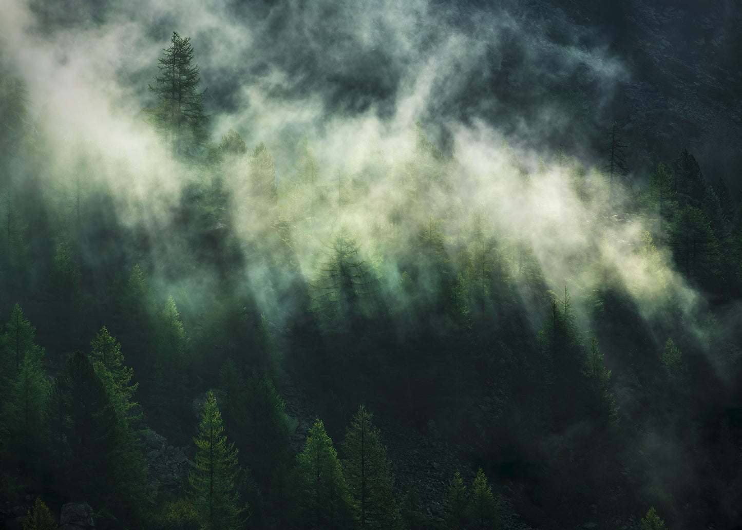 Forest Misty Tree Crowns Living Room Botanical Non-woven photo wallpaper  350 cm x 250 cm | 137" x 98"