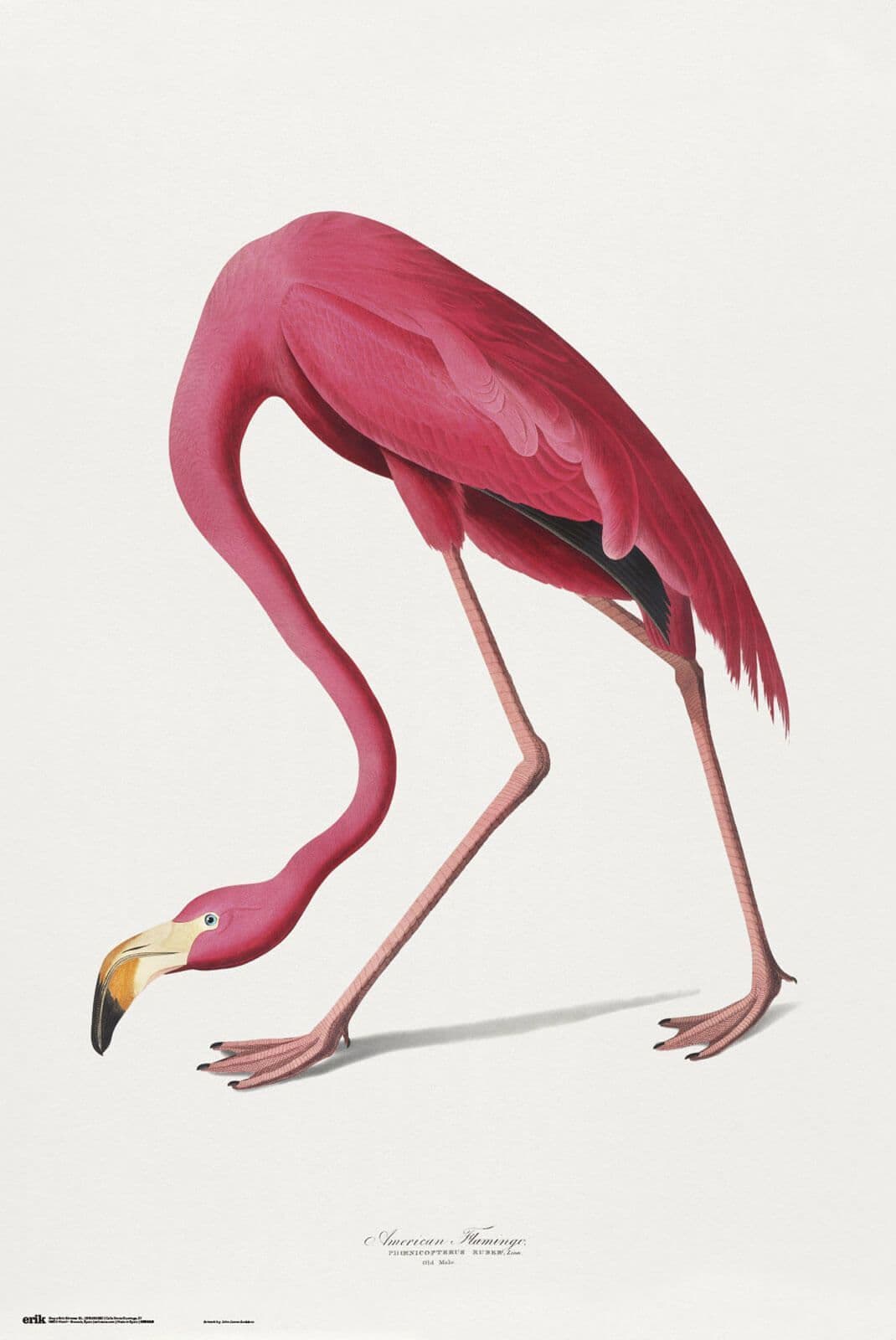 American Flamingo Poster