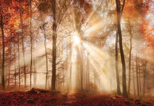 Orange Autumn Forest Nature Bedroom Non-woven Photo Wallpaper