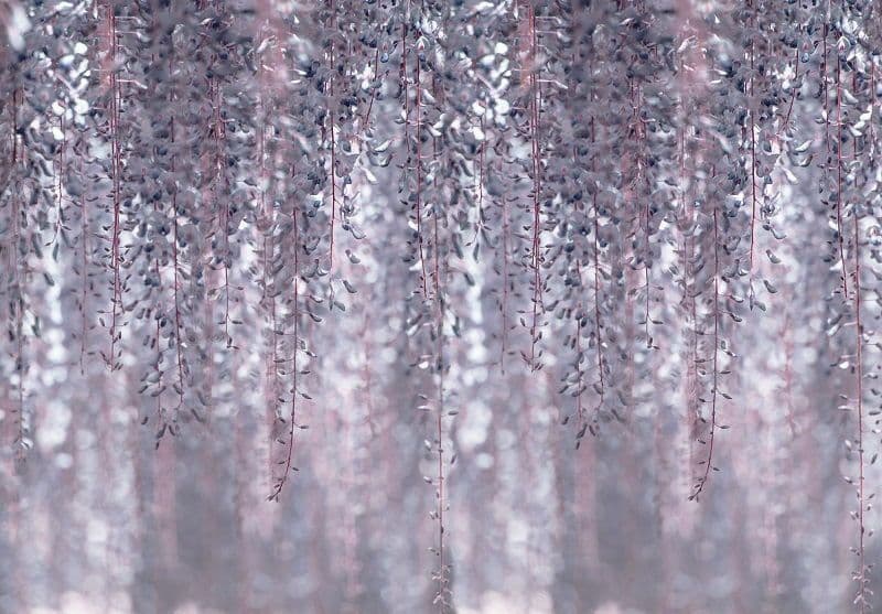 Blossom Tree Nature Background Bedroom Wall Non-woven Photo Wallpaper