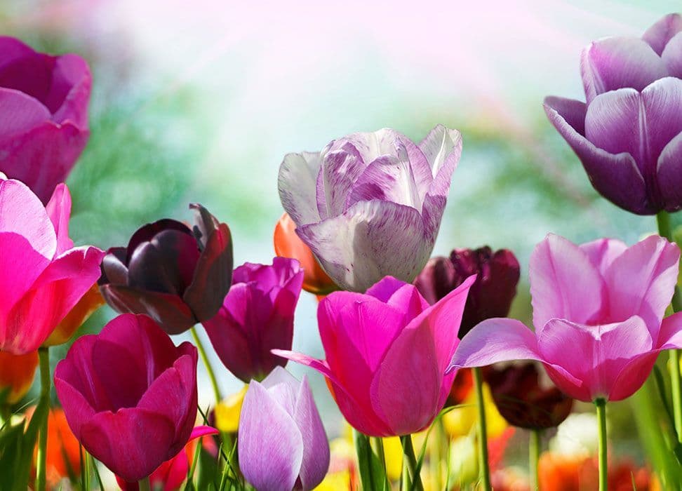 Colourful Tulips Floral Photo Wallpaper Nice Wall