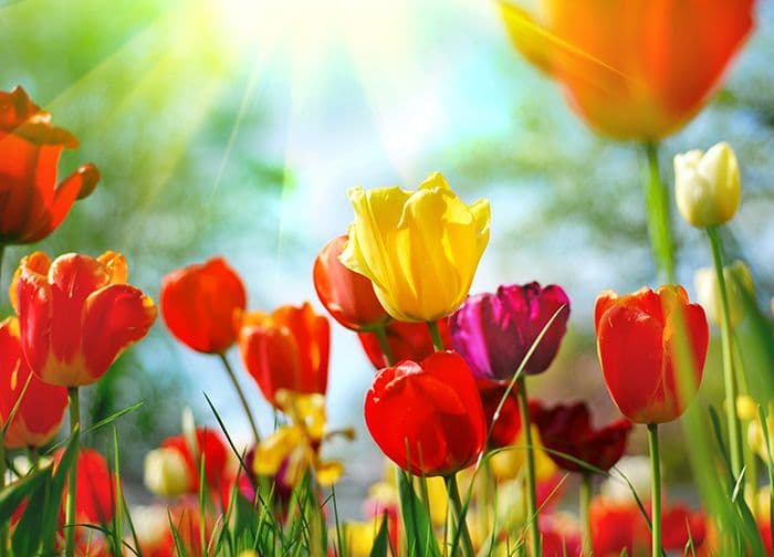 Colourful Spring Flowers Photo Wallpaper Nice Wall