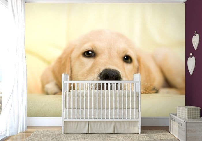 Golden Retriever Puppy Nursery Photo Wallpaper Nice Wall