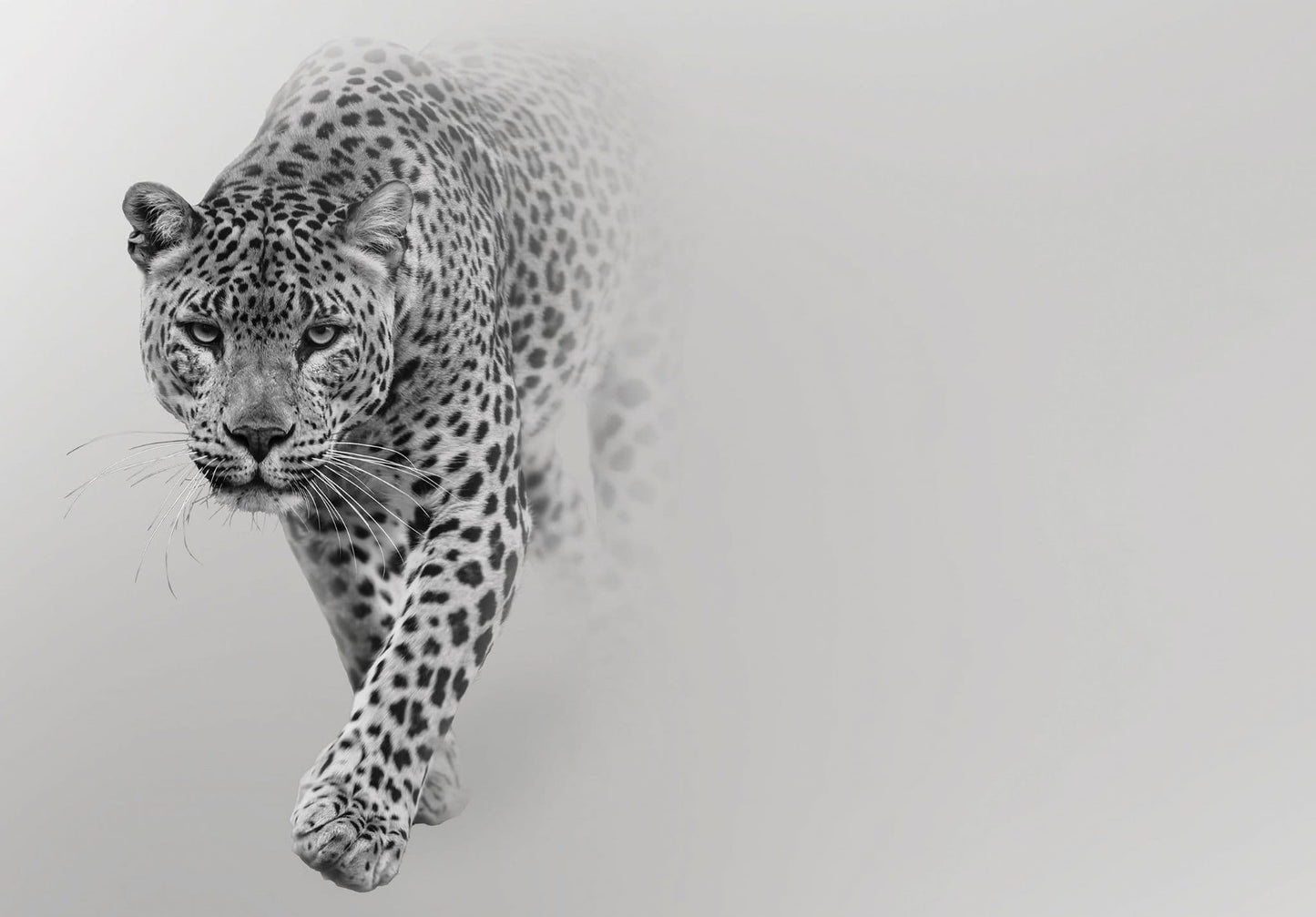 Grey Leopard Animal Non-woven Photo Wallpaper