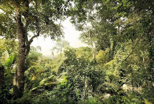 Green Trees Rainforests Non-Woven Wall Mural