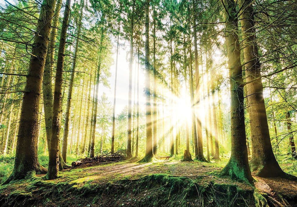 Green Summer Forest Scenery Non-woven Photo Wallpaper