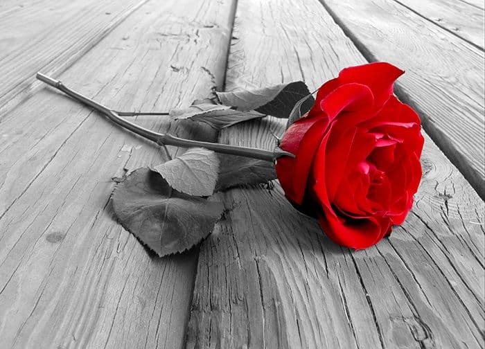 Red Rose on the Grey Wooden Planks Photo Wallpaper Nice Wall
