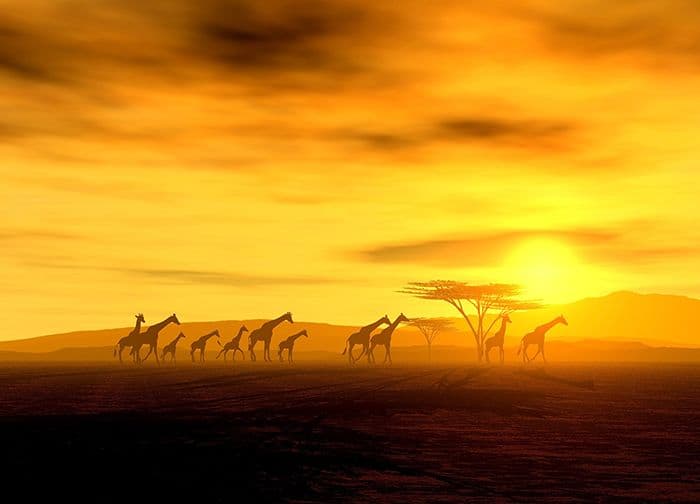Safari wild animals crossing Photo Wallpaper Nice Wall