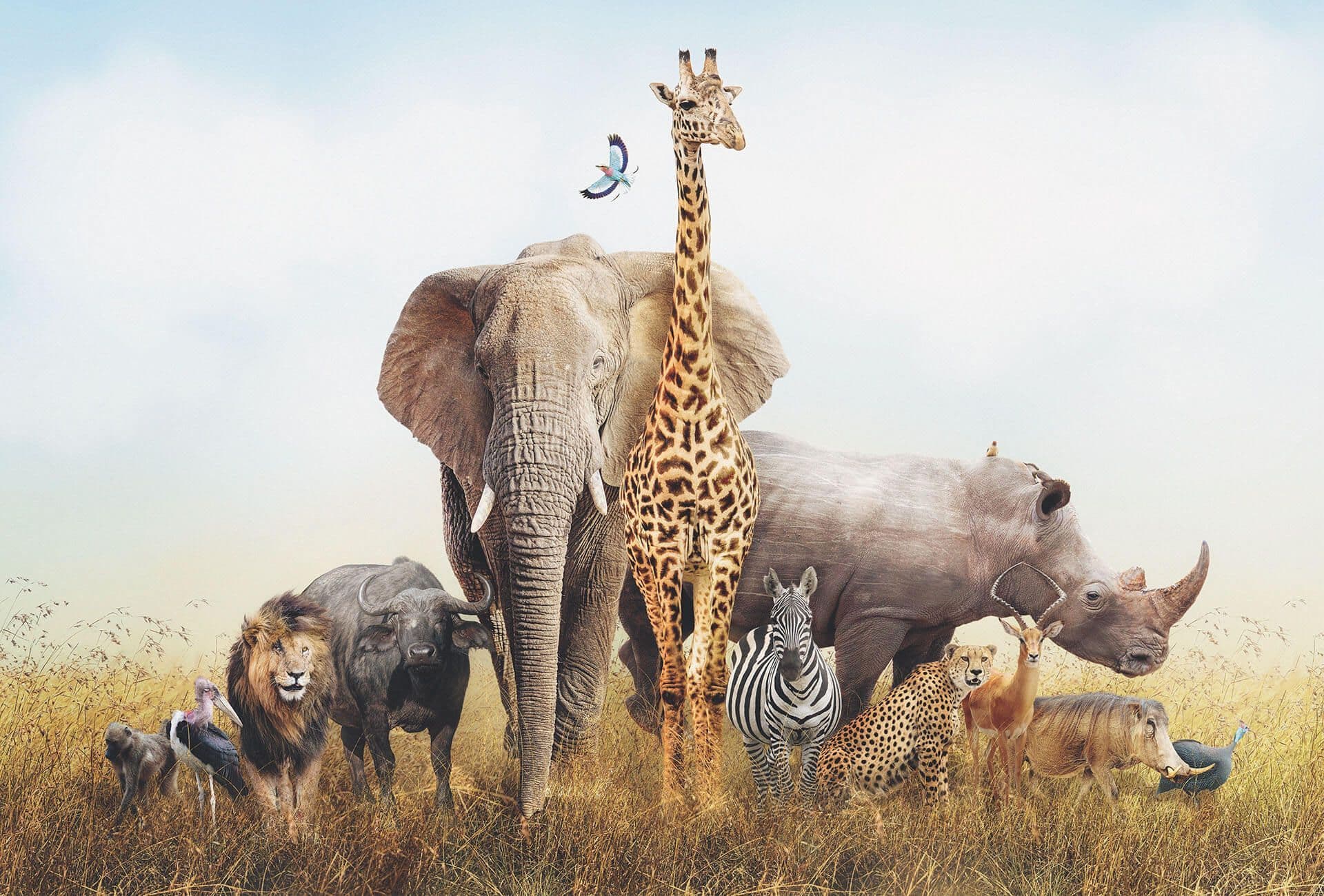 Safari Wallpaper Mural Idealdecor