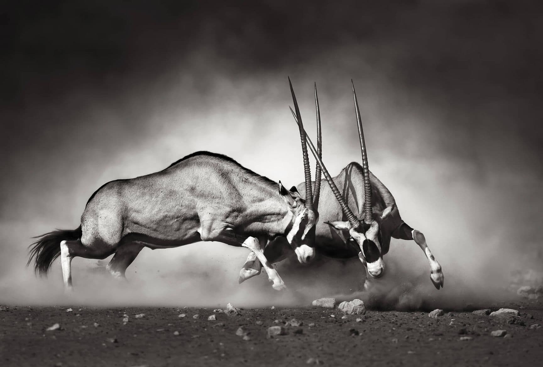 Fighting Animals the Duel Wallpaper Mural Idealdecor