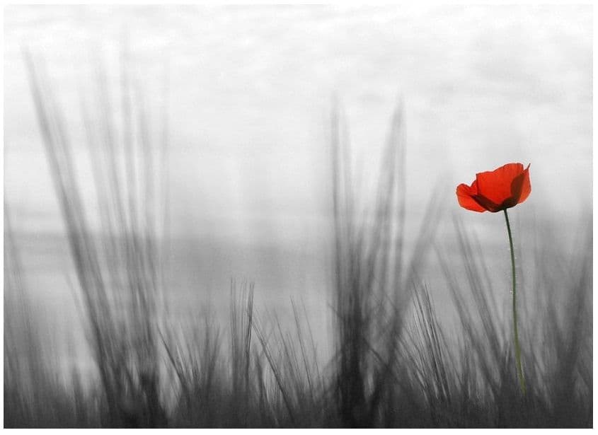 Lonely Red Poppy Flower Photo Wallpaper Nice Wall