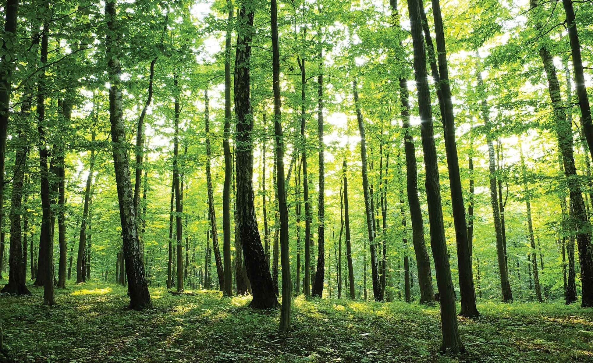 Green Summer Forest Scenery Non-woven Photo Wallpaper