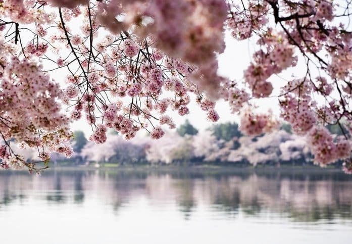Pink Flowers Lake Scenery Photo Wallpaper Nice Wall