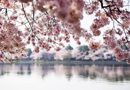 Pink Flowers Lake Scenery Photo Wallpaper Nice Wall