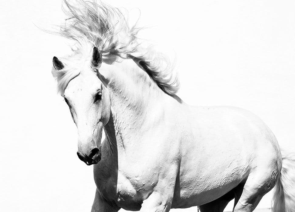 White Horse Mustang Photo Wallpaper Nice Wall