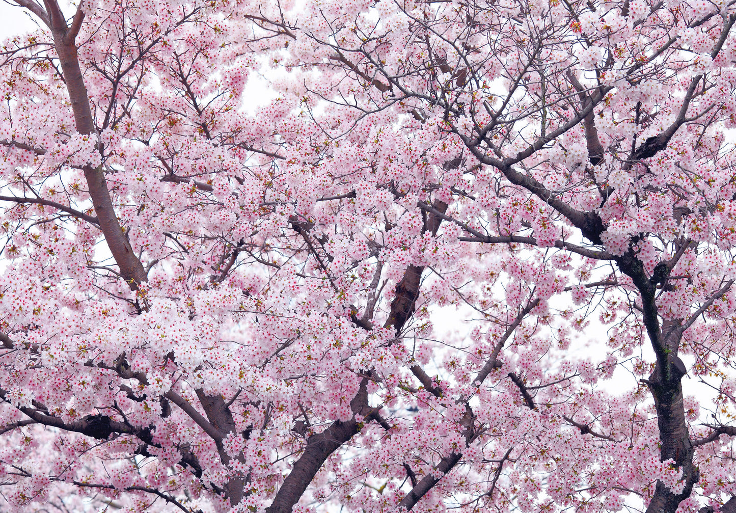 Pink Flowering Tree Nature Nature Non-woven Photo Wallpaper (W x H) 312 cm x 219 cm (123" x 86")