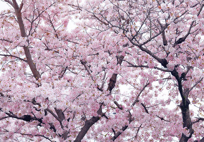 Pink Flowering Tree Nature Non-woven Photo Wallpaper (W x H) 312 cm x 219 cm (123" x 86")