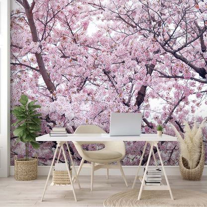Pink Flowering Tree Nature Non-woven Photo Wallpaper (W x H) 312 cm x 219 cm (123" x 86")
