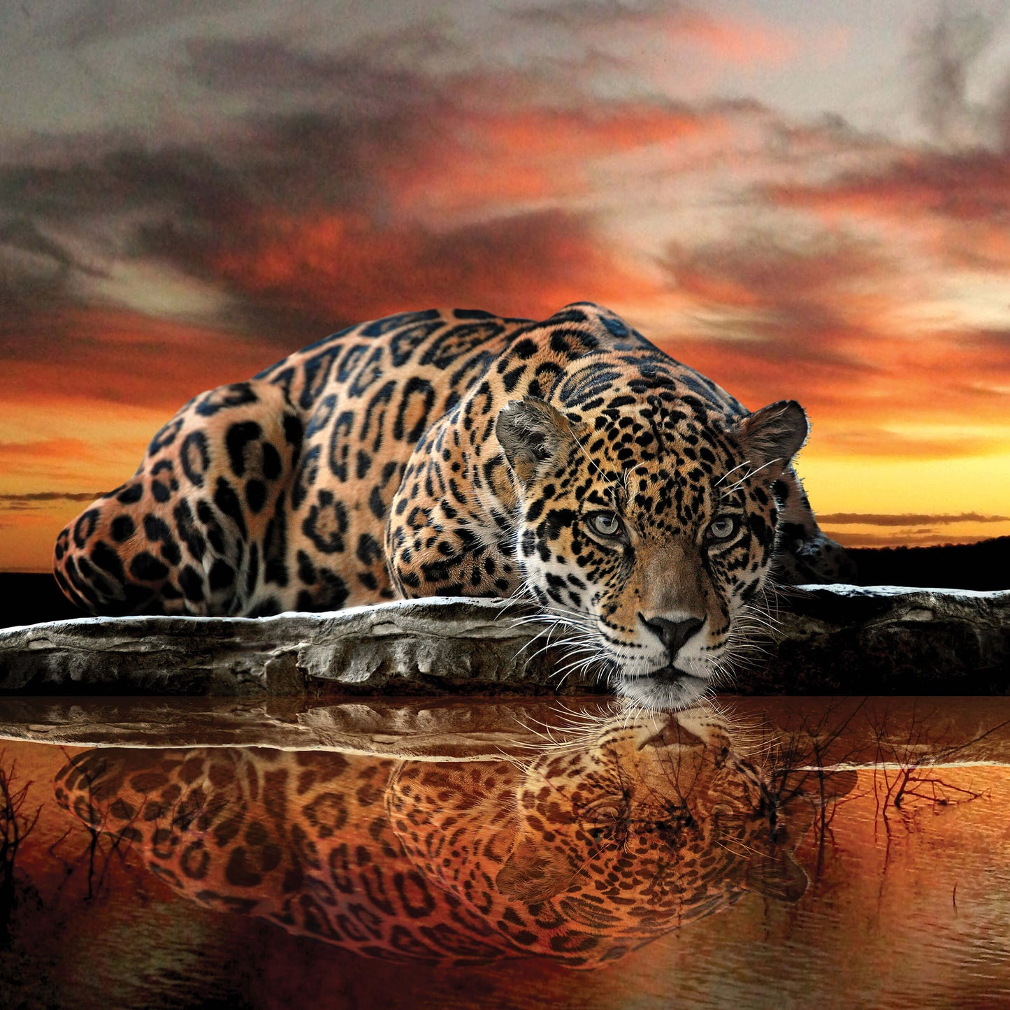 Leopard Wild Cat Orange Animal Animal Non-woven Photo Wallpaper (W x H) 312 cm x 219 cm (123" x 86")