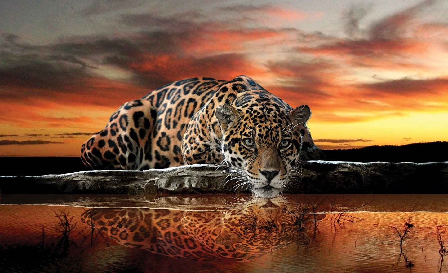 Leopard Wild Cat Orange Animal Animal Non-woven Photo Wallpaper (W x H) 312 cm x 219 cm (123" x 86")