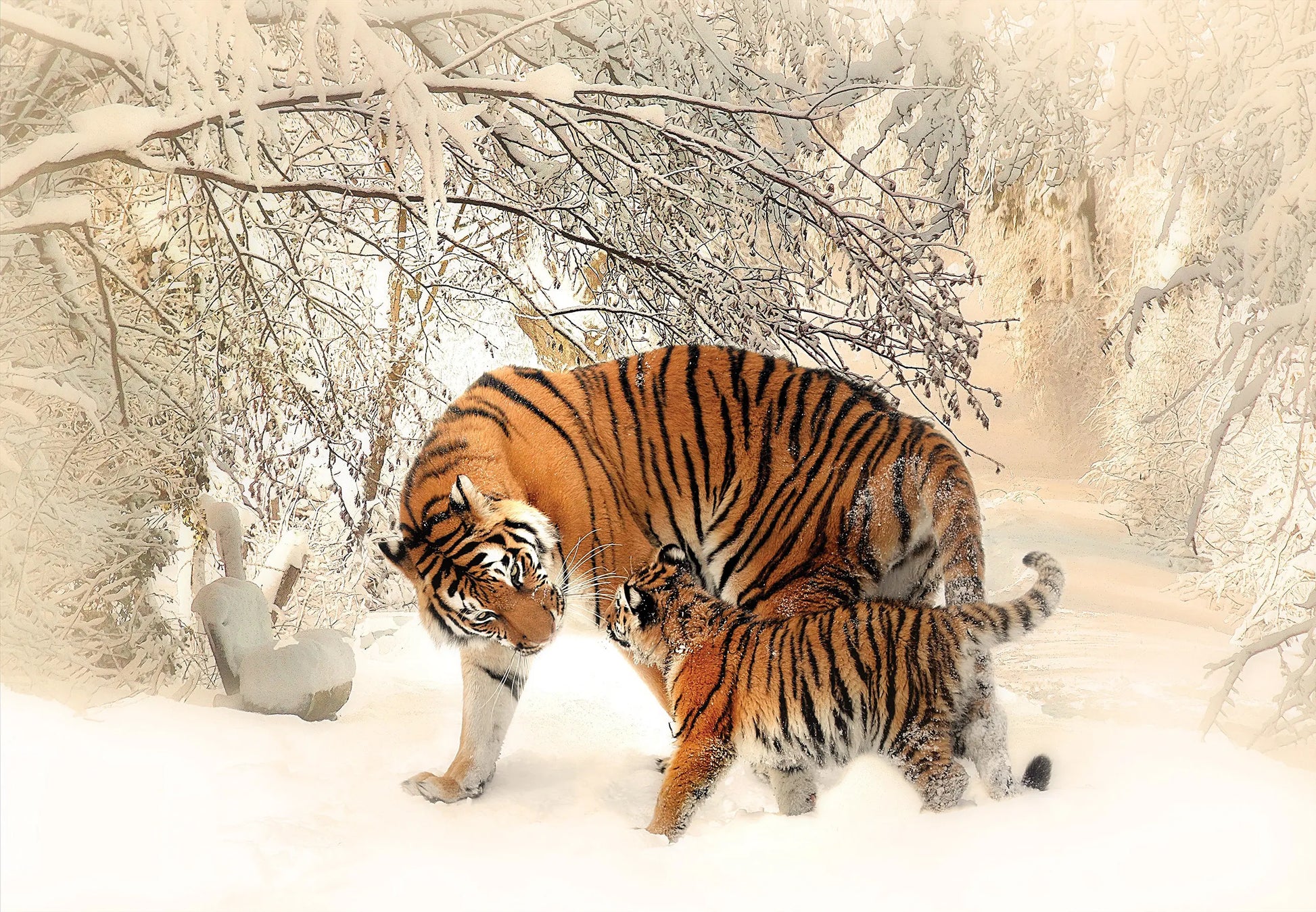 Two tigers walking through a snowy forest with snow-covered trees.