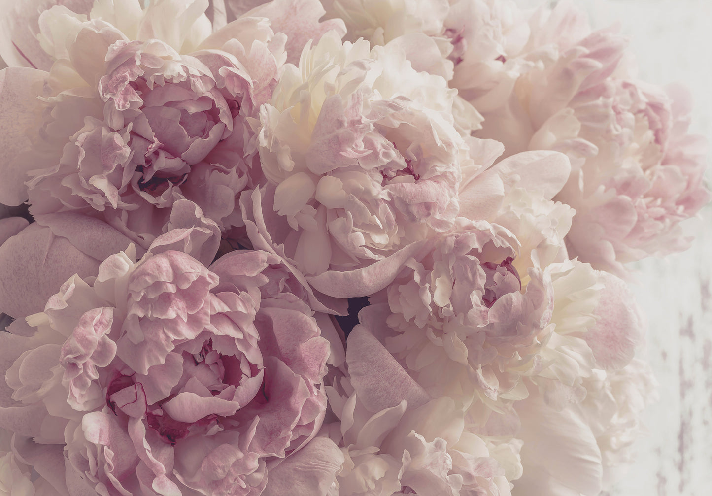 Pink Peonies Floral Non-woven Photo Wallpaper (W x H) 368 cm x 254 cm (144" x 100")