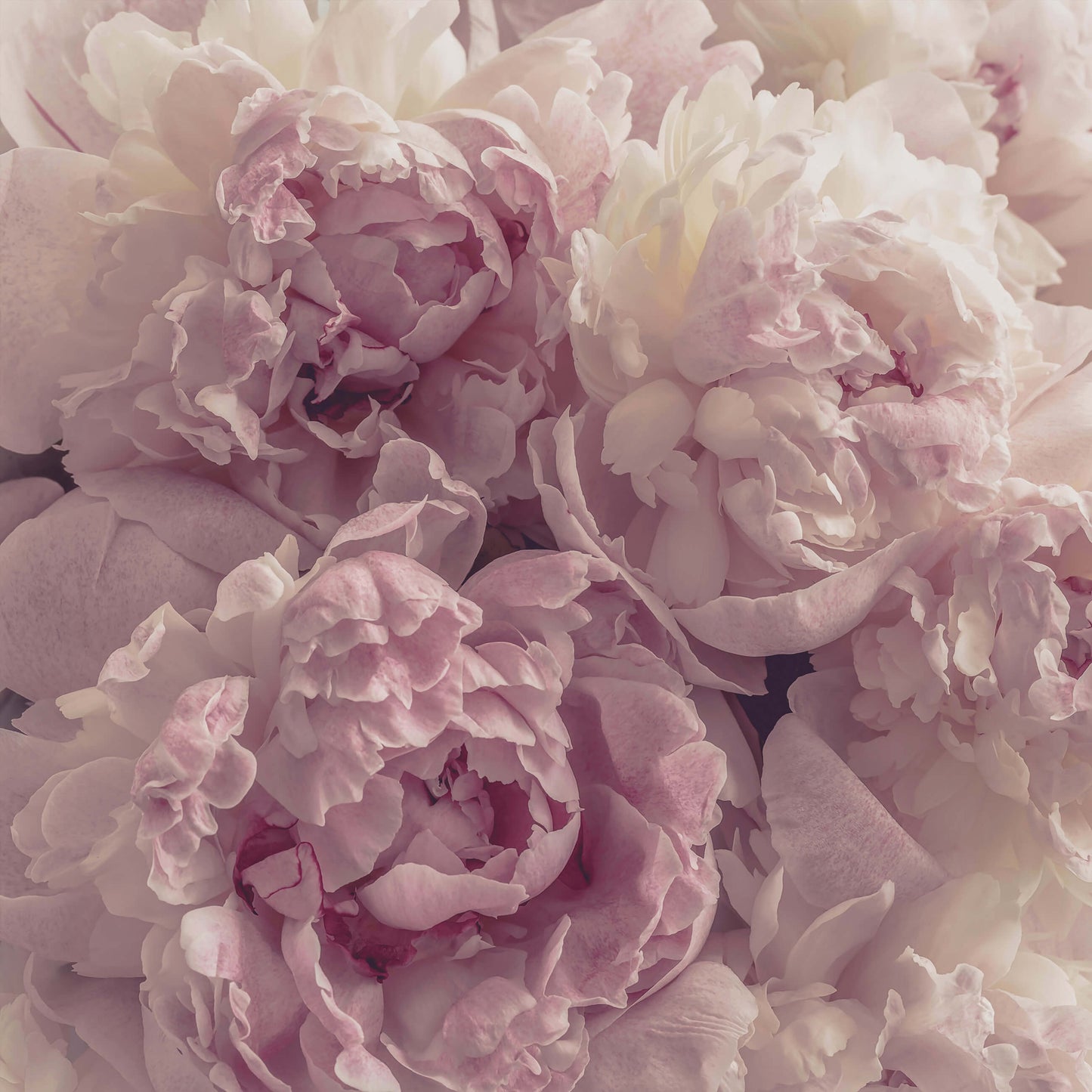 Pink Peonies Floral Floral Non-woven Photo Wallpaper (W x H) 312 cm x 219 cm (123" x 86")